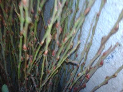 Pussy willow